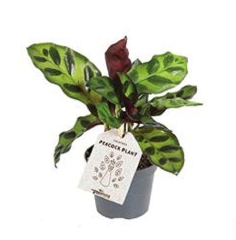 Calathea insignis
