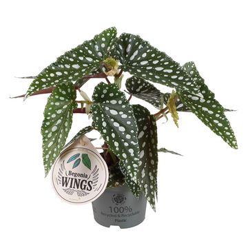 Begonia maculata 'Silver Spot'