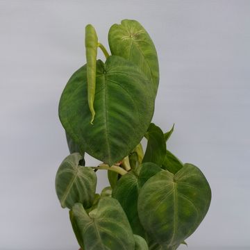 Syngonium macrophyllum 'Frosted Heart'