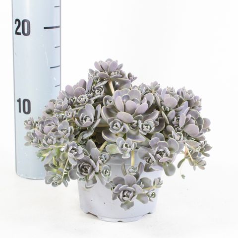 Orostachys iwarenge