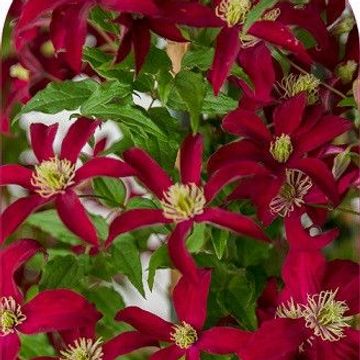 Clematis GLORIOUS RED (Vt)