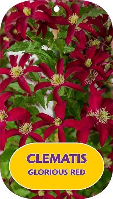 Clematis GLORIOUS RED (Vt)