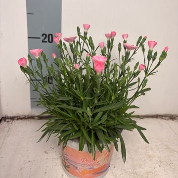 Dianthus DIANTICA PEACH PARTY