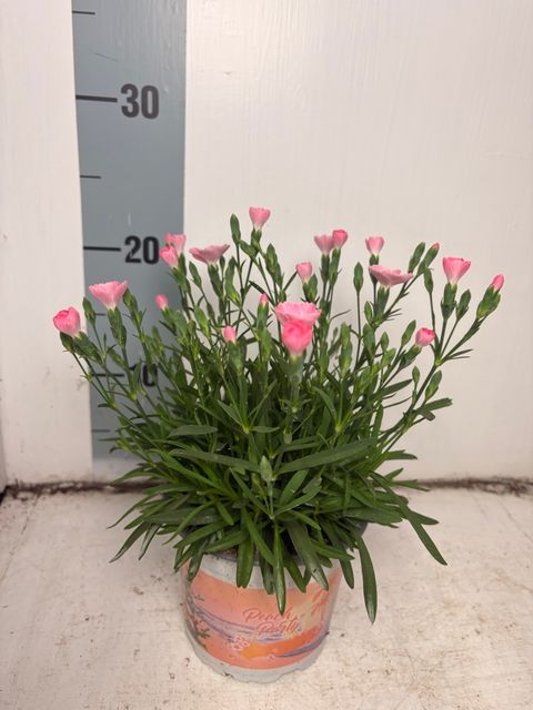 Dianthus DIANTICA PEACH PARTY