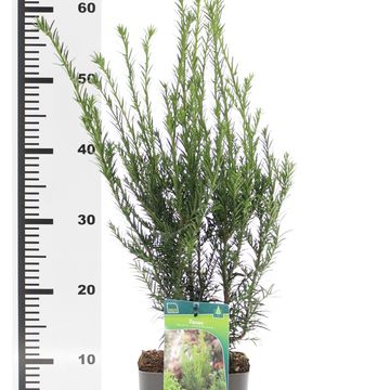 Taxus x media 'Groenland'