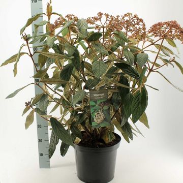 Viburnum rhytidophyllum