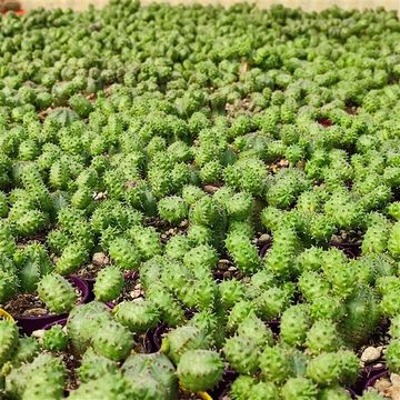 Euphorbia pseudoglobosa