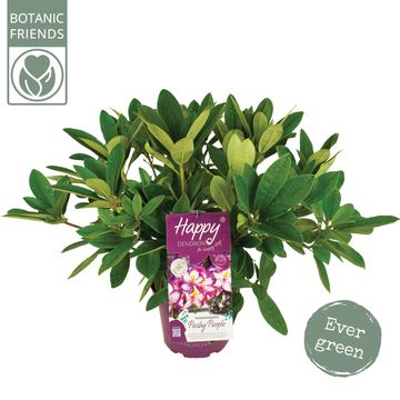 Rhododendron HAPPYDENDRON PUSHY PURPLE