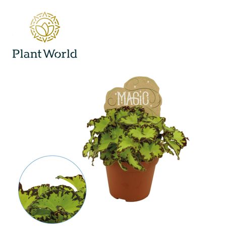 Begonia MAGIC COLOURS JIVE