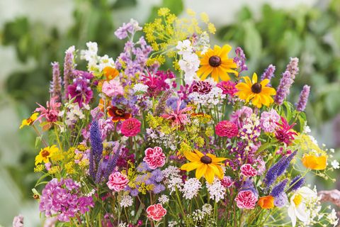 Perennials MIX IN POT