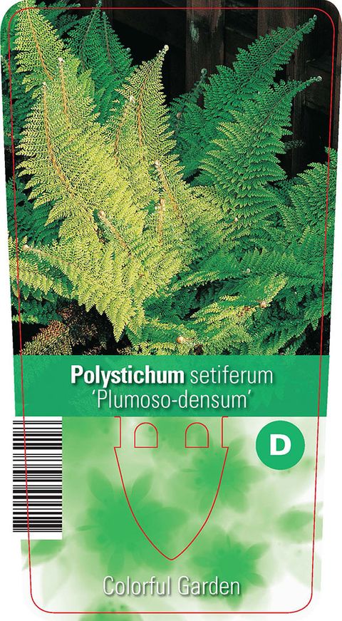 Polystichum setiferum 'Plumoso-densum'