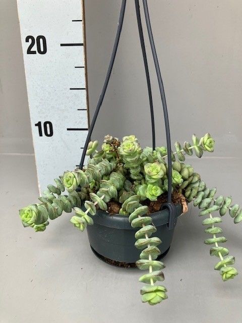 Crassula marnieriana 'Hottentot'