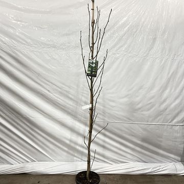 Liquidambar styraciflua 'Slender Silhouette'