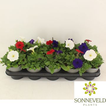Petunia FOTOFINISH MIX