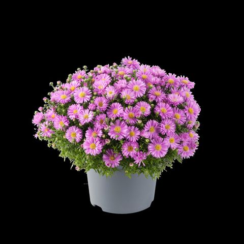 Aster ALPHA LIGHT PINK