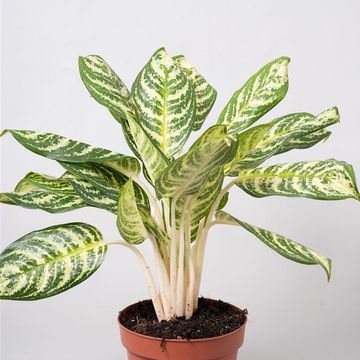 Aglaonema 'Zebra'