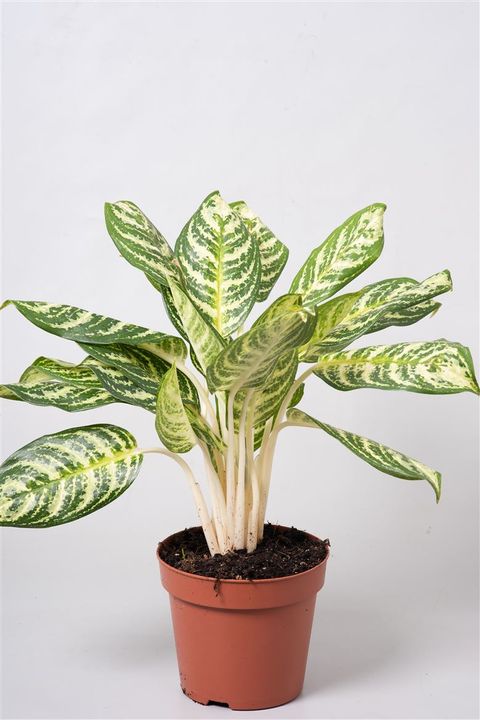 Aglaonema 'Zebra'
