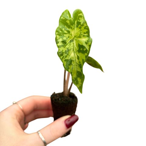 Alocasia boyceana 'Shattered Glass'