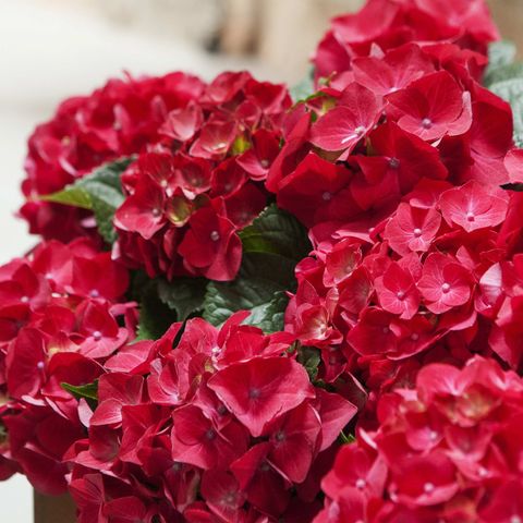 Hydrangea macrophylla MIX (Sjaak van Schie)