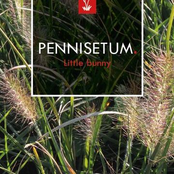 Pennisetum alopecuroides 'Little Bunny'