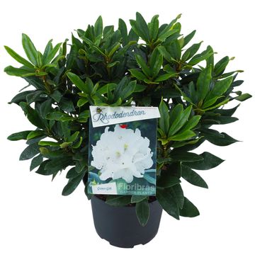 Rhododendron 'Madame Masson'