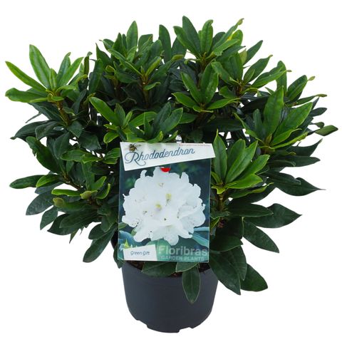 Rhododendron 'Madame Masson'