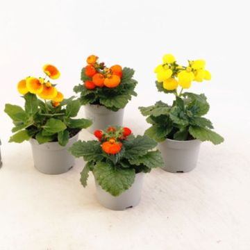 Calceolaria CALYNOPSIS MIX