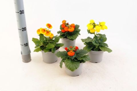 Calceolaria CALYNOPSIS MIX
