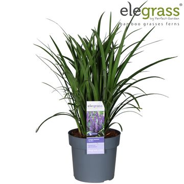 Liriope muscari 'Big Blue'