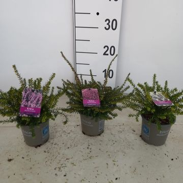 Erica x darleyensis 'Darley Dale'