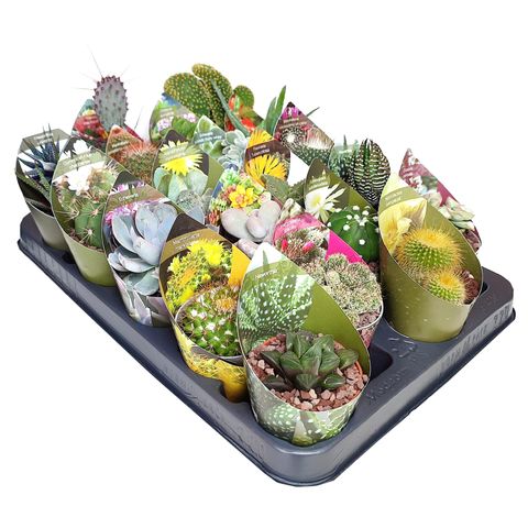 Cactus / Succulents MIX