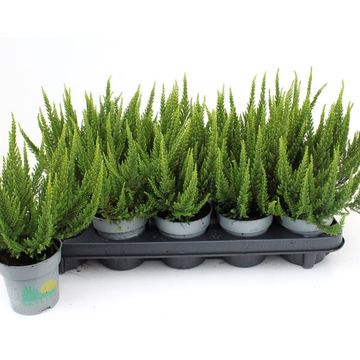 Calluna vulgaris SKYLINE VERONA