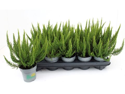 Calluna vulgaris SKYLINE VERONA