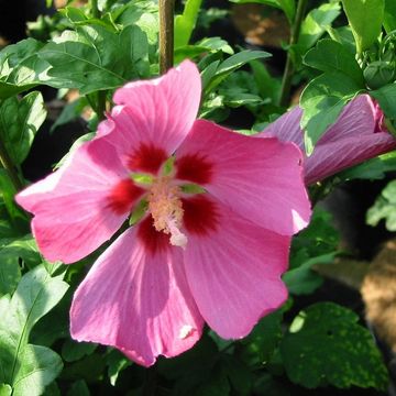 Hibiscus syriacus 'Woodbridge'