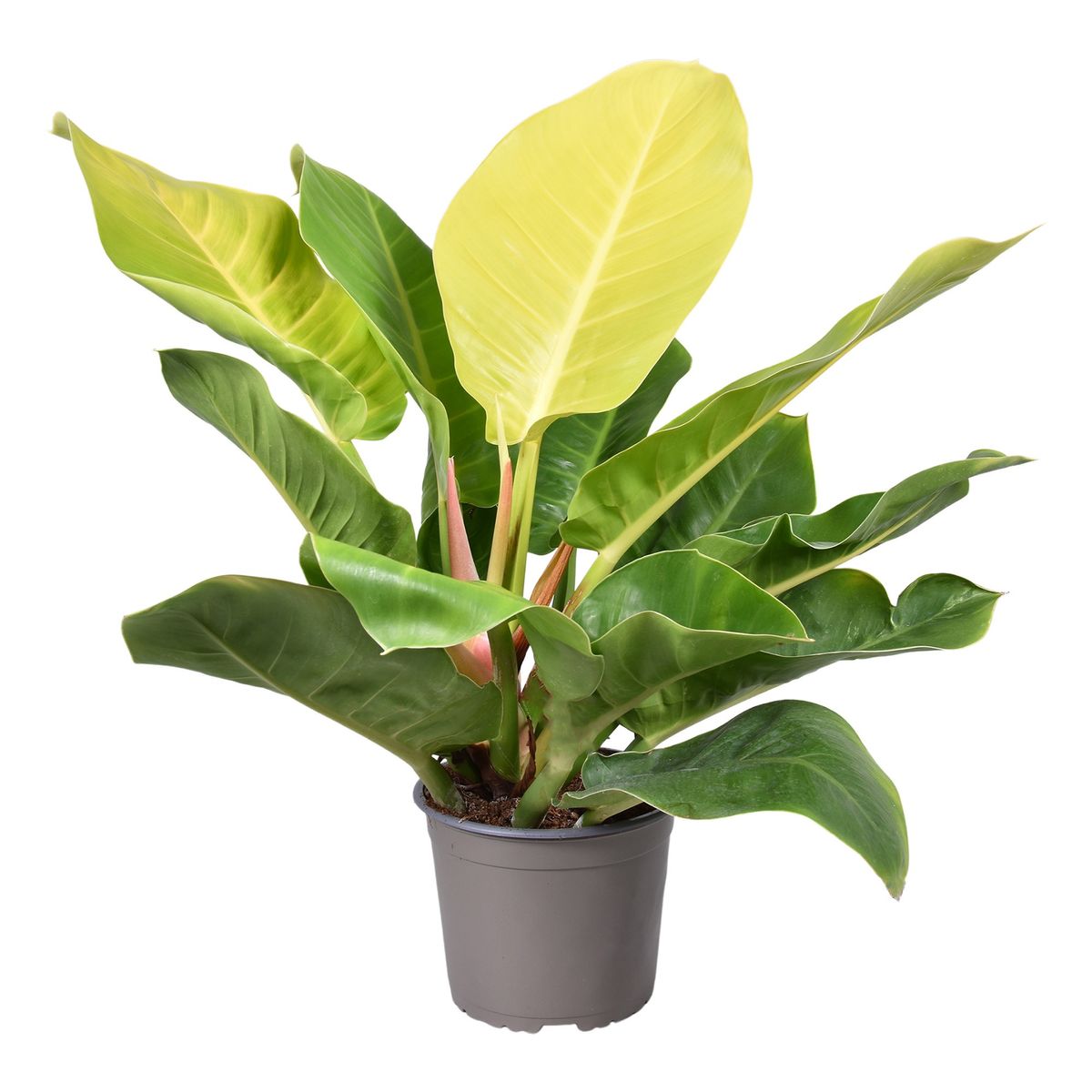 Philodendron 'Moonlight' — Plant Wholesale FlorAccess