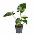Alocasia gageana 'Variegata'