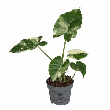 Alocasia gageana 'Variegata'