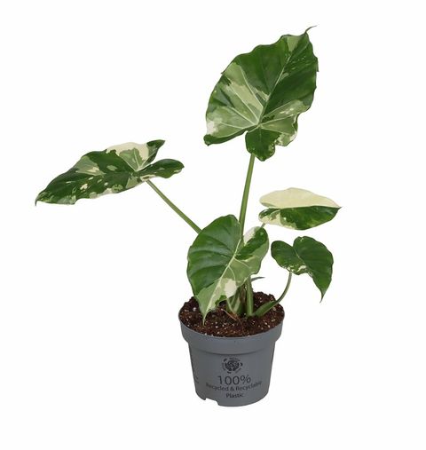 Alocasia gageana 'Variegata'