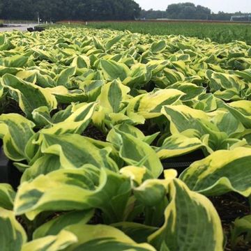 Hosta 'Wide Brim'