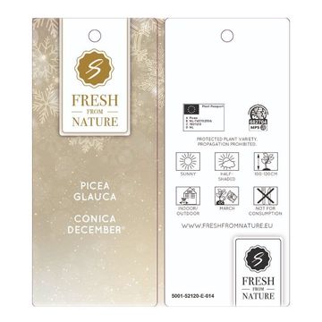 Picea glauca DECEMBER