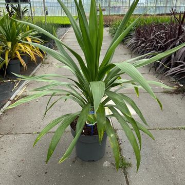 Cordyline australis EMERALD STAR
