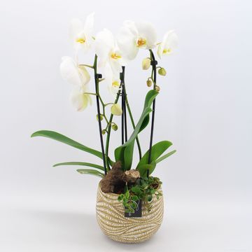 Arrangement Phalaenopsis