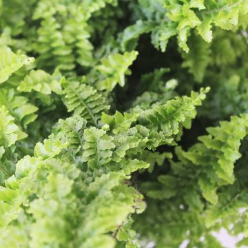 Nephrolepis exaltata 'Vitale'