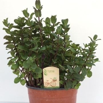 Mentha spicata 'Moroccan'