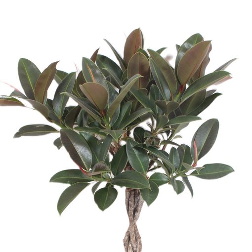 Ficus elastica 'Melany'