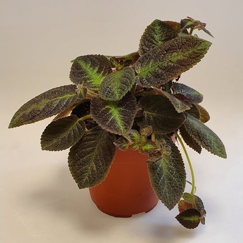 Episcia 'Pink Panther' — Plant Wholesale FlorAccess