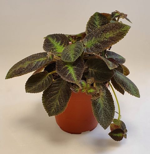 Episcia 'Pink Panther'