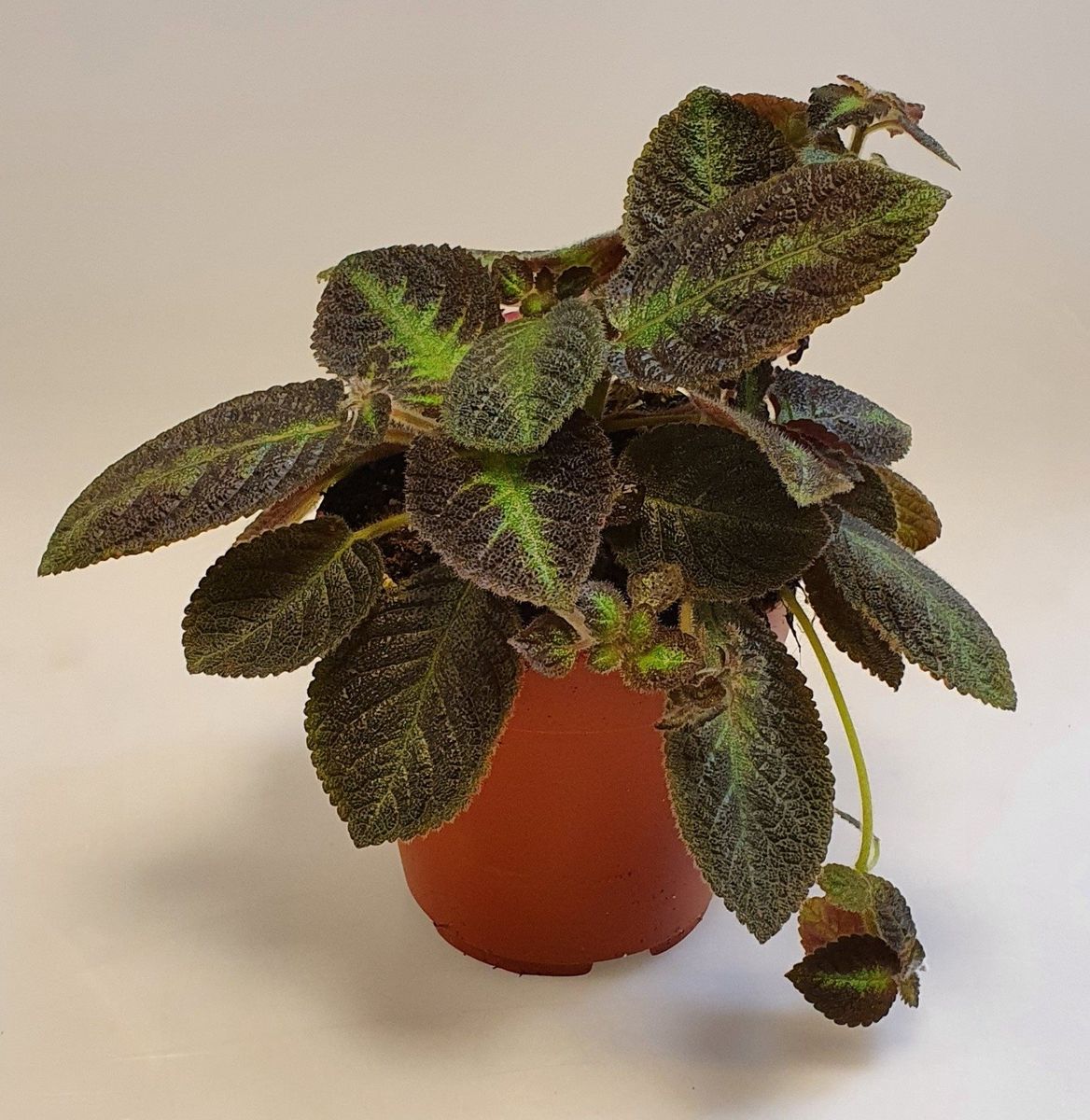 Episcia Pink Panther — Plant Wholesale FlorAccess