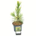 Pinus thunbergii 'Ogon'