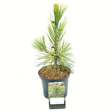 Pinus thunbergii 'Ogon'
